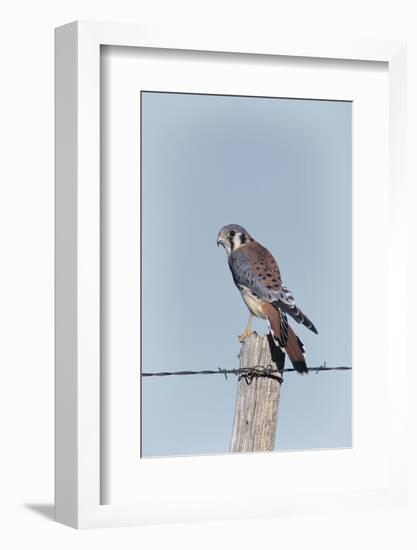 American Kestrel Male on Fence Post, Colorado-Richard and Susan Day-Framed Photographic Print