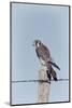 American Kestrel Male on Fence Post, Colorado-Richard and Susan Day-Mounted Photographic Print