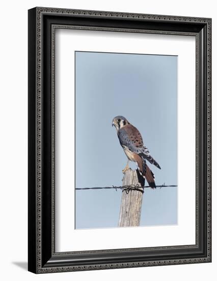 American Kestrel Male on Fence Post, Colorado-Richard and Susan Day-Framed Photographic Print