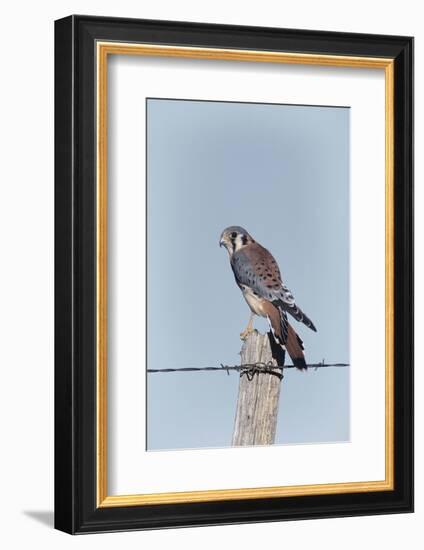 American Kestrel Male on Fence Post, Colorado-Richard and Susan Day-Framed Photographic Print