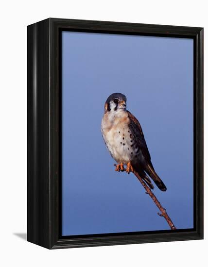 American Kestrel, Sanibel Island, Florida, USA-Charles Sleicher-Framed Premier Image Canvas