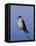 American Kestrel, Sanibel Island, Florida, USA-Charles Sleicher-Framed Premier Image Canvas