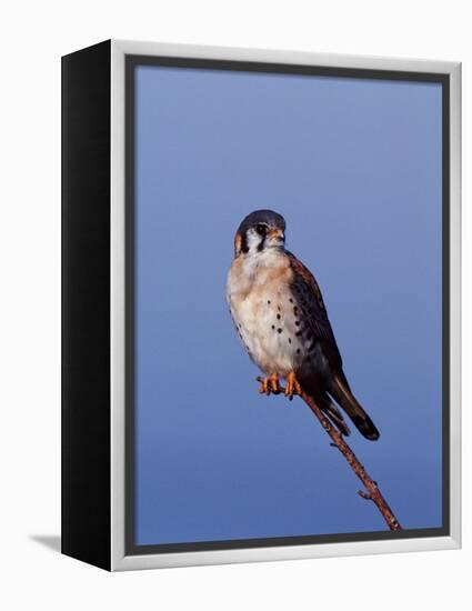 American Kestrel, Sanibel Island, Florida, USA-Charles Sleicher-Framed Premier Image Canvas