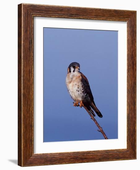 American Kestrel, Sanibel Island, Florida, USA-Charles Sleicher-Framed Photographic Print