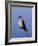 American Kestrel, Sanibel Island, Florida, USA-Charles Sleicher-Framed Photographic Print