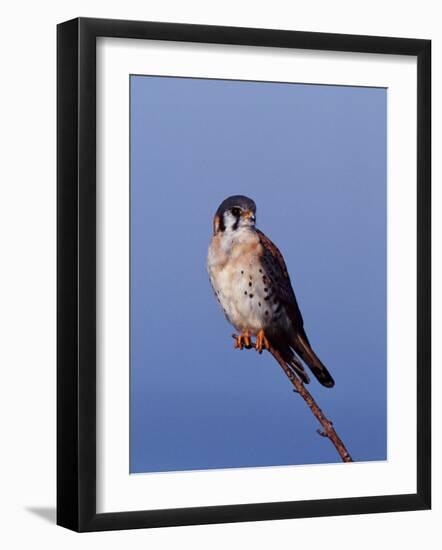 American Kestrel, Sanibel Island, Florida, USA-Charles Sleicher-Framed Photographic Print