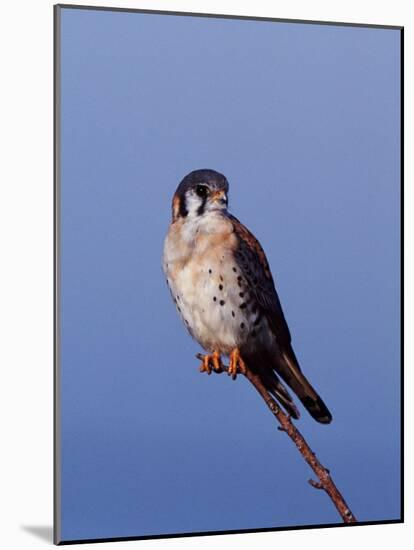 American Kestrel, Sanibel Island, Florida, USA-Charles Sleicher-Mounted Photographic Print