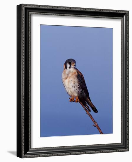 American Kestrel, Sanibel Island, Florida, USA-Charles Sleicher-Framed Photographic Print