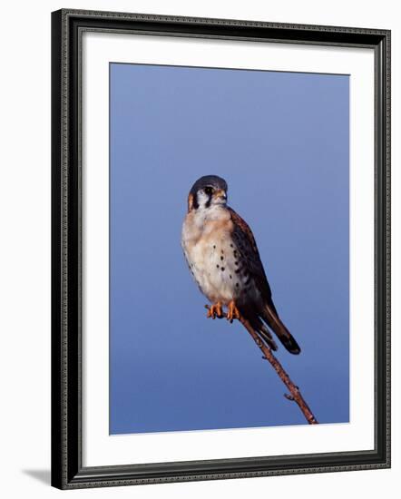 American Kestrel, Sanibel Island, Florida, USA-Charles Sleicher-Framed Photographic Print