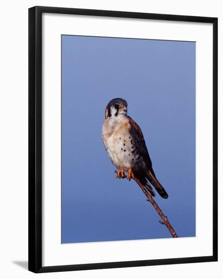 American Kestrel, Sanibel Island, Florida, USA-Charles Sleicher-Framed Photographic Print