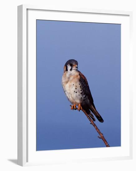 American Kestrel, Sanibel Island, Florida, USA-Charles Sleicher-Framed Photographic Print