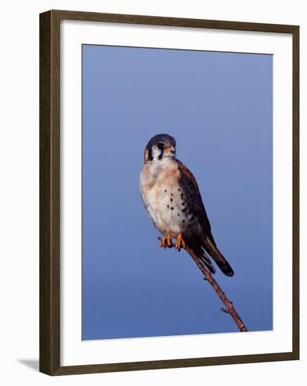 American Kestrel, Sanibel Island, Florida, USA-Charles Sleicher-Framed Photographic Print