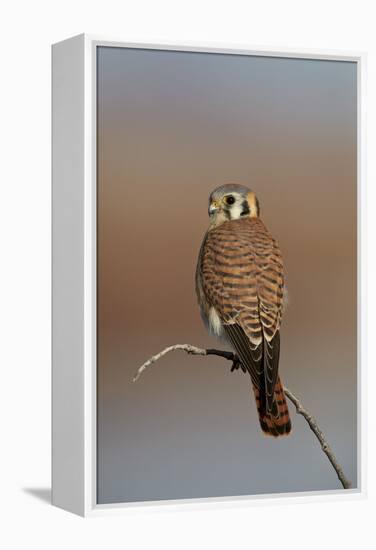 American Kestrel (Sparrow Hawk) (Falco Sparverius) Female-James Hager-Framed Premier Image Canvas