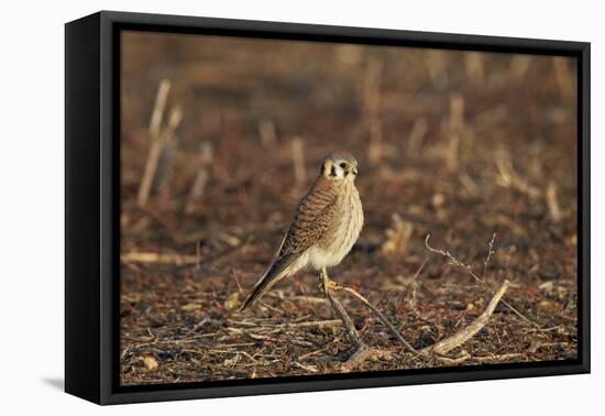 American Kestrel (Sparrow Hawk) (Falco Sparverius) Female-James Hager-Framed Premier Image Canvas