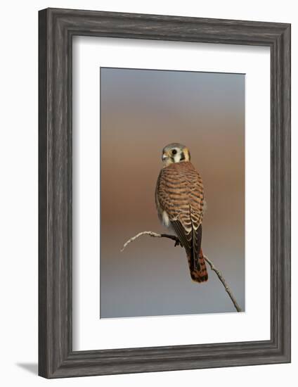 American Kestrel (Sparrow Hawk) (Falco Sparverius) Female-James Hager-Framed Premium Photographic Print