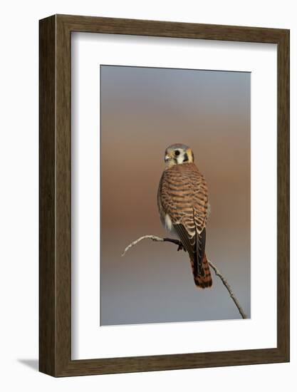 American Kestrel (Sparrow Hawk) (Falco Sparverius) Female-James Hager-Framed Premium Photographic Print