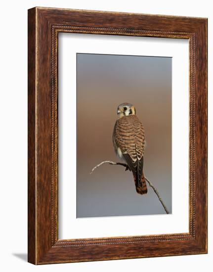 American Kestrel (Sparrow Hawk) (Falco Sparverius) Female-James Hager-Framed Premium Photographic Print