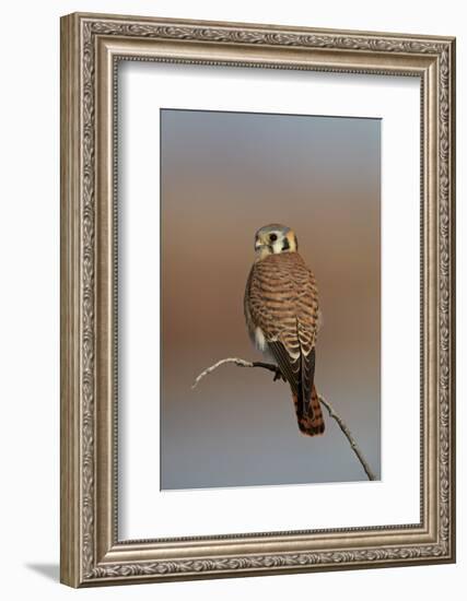 American Kestrel (Sparrow Hawk) (Falco Sparverius) Female-James Hager-Framed Photographic Print