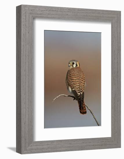 American Kestrel (Sparrow Hawk) (Falco Sparverius) Female-James Hager-Framed Photographic Print