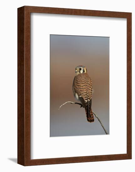 American Kestrel (Sparrow Hawk) (Falco Sparverius) Female-James Hager-Framed Photographic Print