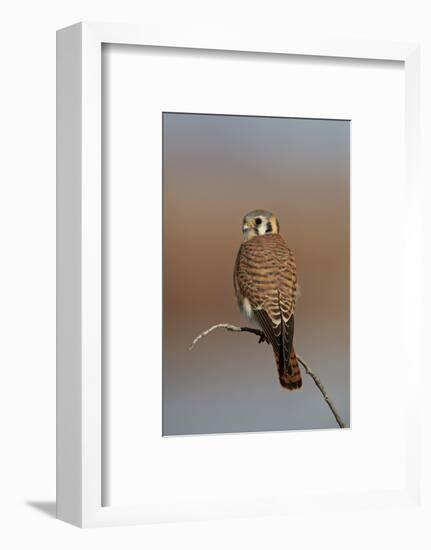 American Kestrel (Sparrow Hawk) (Falco Sparverius) Female-James Hager-Framed Photographic Print