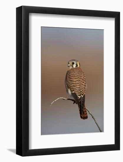 American Kestrel (Sparrow Hawk) (Falco Sparverius) Female-James Hager-Framed Photographic Print