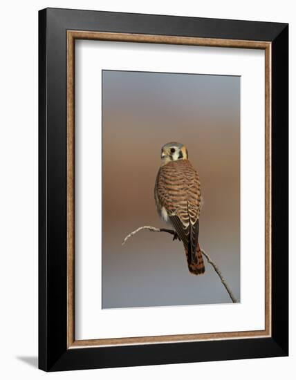 American Kestrel (Sparrow Hawk) (Falco Sparverius) Female-James Hager-Framed Photographic Print