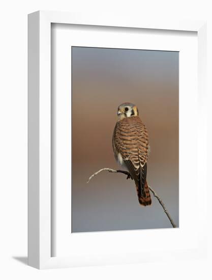 American Kestrel (Sparrow Hawk) (Falco Sparverius) Female-James Hager-Framed Photographic Print