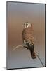 American Kestrel (Sparrow Hawk) (Falco Sparverius) Female-James Hager-Mounted Photographic Print