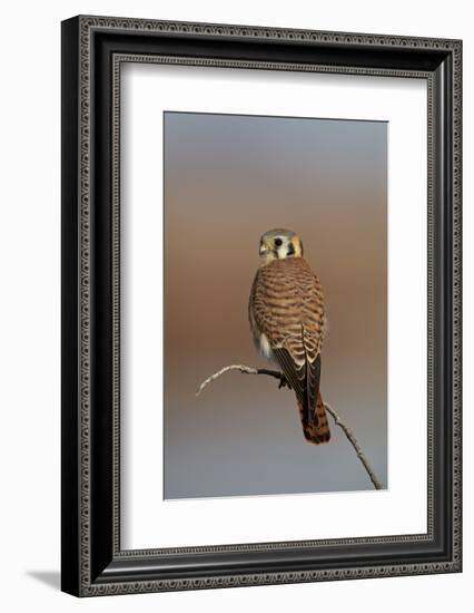 American Kestrel (Sparrow Hawk) (Falco Sparverius) Female-James Hager-Framed Photographic Print