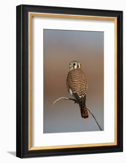 American Kestrel (Sparrow Hawk) (Falco Sparverius) Female-James Hager-Framed Photographic Print