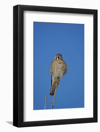 American Kestrel (Sparrow Hawk) (Falco Sparverius) Female-James Hager-Framed Photographic Print