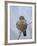 American Kestrel (Sparrow Hawk) (Falco Sparverius)-James Hager-Framed Photographic Print