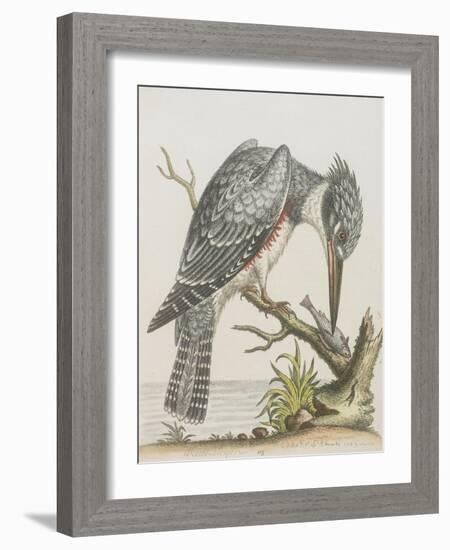 American Kingfisher-null-Framed Giclee Print