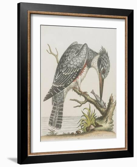 American Kingfisher-null-Framed Giclee Print