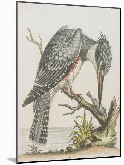 American Kingfisher-null-Mounted Giclee Print