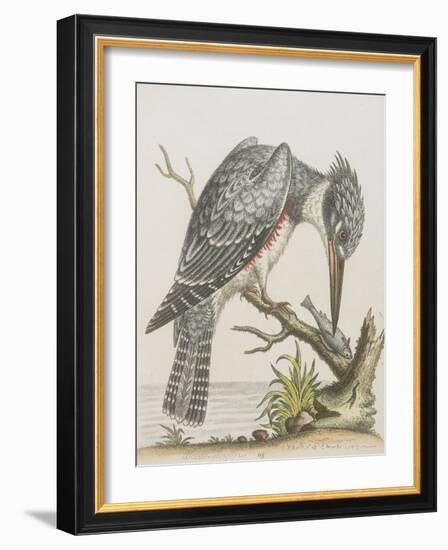 American Kingfisher-null-Framed Giclee Print