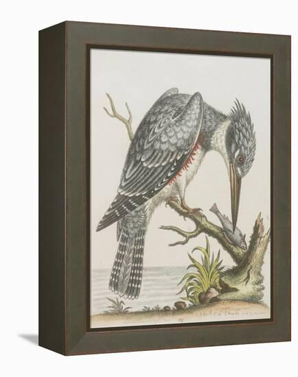 American Kingfisher-null-Framed Premier Image Canvas