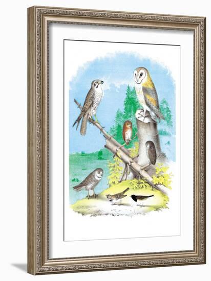 American Lanier Falcon-Theodore Jasper-Framed Art Print