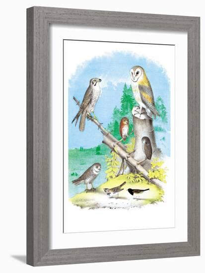 American Lanier Falcon-Theodore Jasper-Framed Art Print