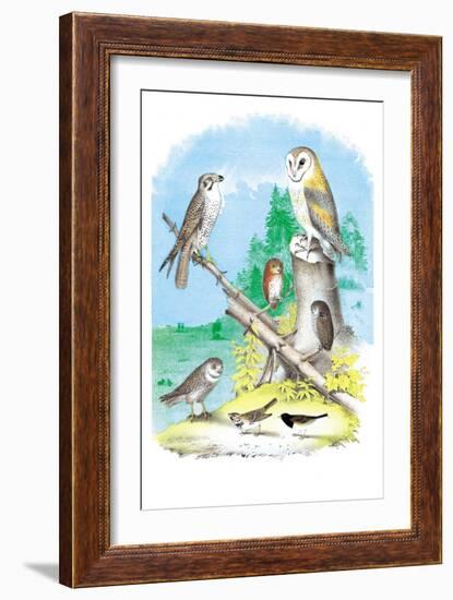 American Lanier Falcon-Theodore Jasper-Framed Art Print