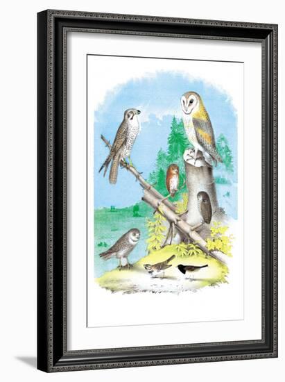 American Lanier Falcon-Theodore Jasper-Framed Art Print