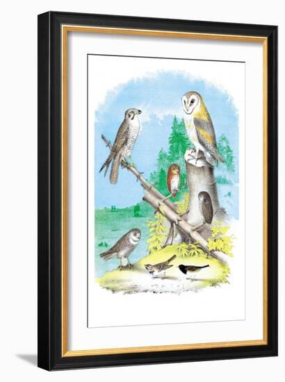 American Lanier Falcon-Theodore Jasper-Framed Art Print