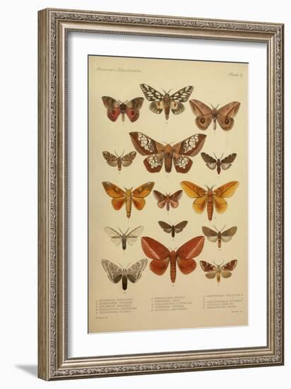 American Lepidoptera, Plate 3-null-Framed Giclee Print