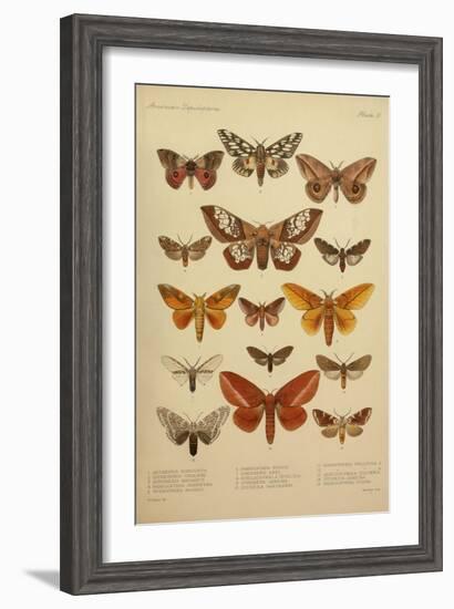 American Lepidoptera, Plate 3-null-Framed Giclee Print