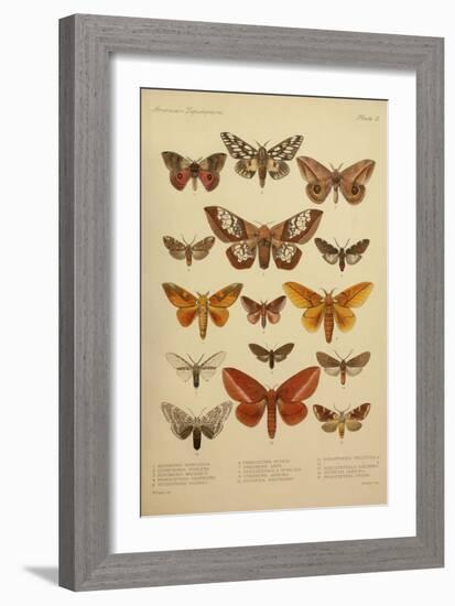 American Lepidoptera, Plate 3-null-Framed Giclee Print