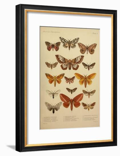 American Lepidoptera, Plate 3-null-Framed Giclee Print