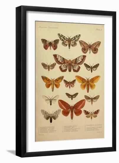 American Lepidoptera, Plate 3-null-Framed Giclee Print