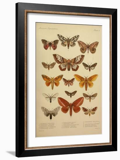 American Lepidoptera, Plate 3-null-Framed Giclee Print