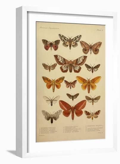 American Lepidoptera, Plate 3-null-Framed Giclee Print